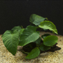 Анубиас Бартера широколистный (Anubias barteri var.Broad leaf)