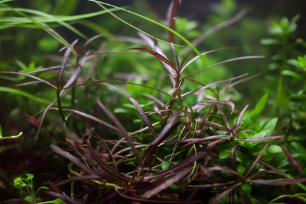 Гигрофила Арагвая (Hygrophila sp.Araguaia)