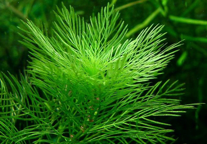 Перистолистник зеленый (Myriophyllum matogrossense)