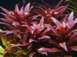 Людвигия перуанская (Ludwigia peruensis)