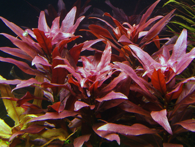 Людвигия перуанская (Ludwigia peruensis)