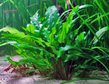 Криптокорина Вендта зеленая (Cryptocoryne wendtii green)