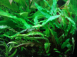 Криптокорина Вендта зеленая (Cryptocoryne wendtii green)