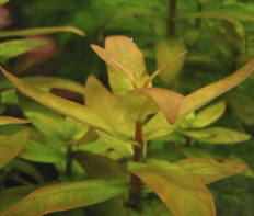 Аммания многоцветковая (Ammania multiflora)