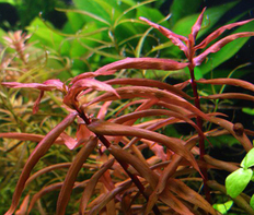Аммания сенегальская (Ammannia senegalensis)