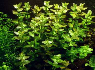 Бакопа каролинская (Bacopa caroliniana)