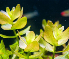 Бакопа каролинская (Bacopa caroliniana)