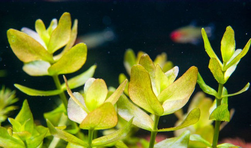 Бакопа каролинская (Bacopa caroliniana)