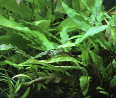 Криптокорина Вендта зеленая (Cryptocoryne wendtii green)