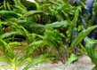 Криптокорина Вендта зеленая (Cryptocoryne wendtii green)