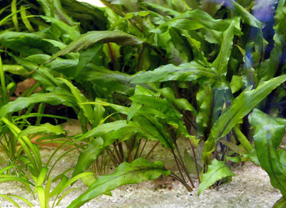 Криптокорина Вендта зеленая (Cryptocoryne wendtii green)