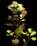 Людвигия овальная (Ludwigia ovalis)