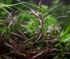 Гигрофила Арагвая (Hygrophila sp.Araguaia)