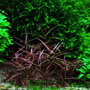 Гигрофила Арагвая (Hygrophila sp.Araguaia)