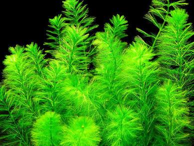 Перистолистник зеленый (Myriophyllum matogrossense)