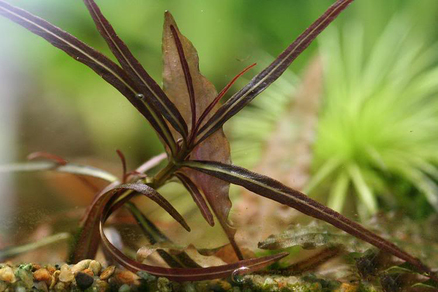 Гигрофила Арагвая (Hygrophila sp.Araguaia)