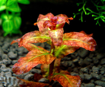 Людвигия гвинейская (Ludwigia guinea)