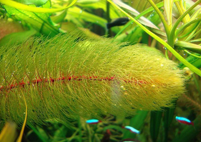 Перистолистник красностебельный (Myriophyllum heterophyllum)