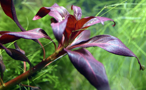 Людвигия перуанская (Ludwigia peruensis)