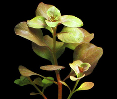 Людвигия овальная (Ludwigia ovalis)