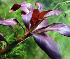 Людвигия перуанская (Ludwigia peruensis)