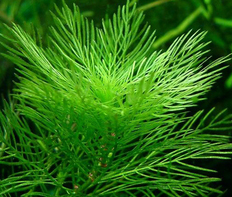 Перистолистник зеленый (Myriophyllum matogrossense)