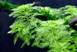 Перистолистник зеленый (Myriophyllum matogrossense)