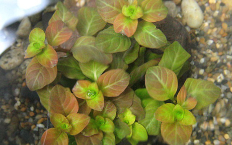 Людвигия овальная (Ludwigia ovalis)