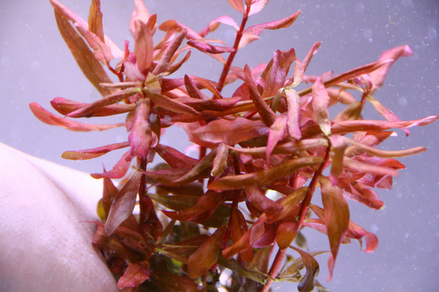 Аммания изящная (Ammannia gracilis)