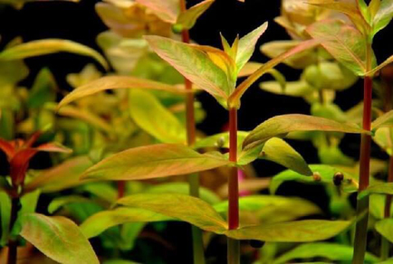 Аммания многоцветковая (Ammania multiflora)