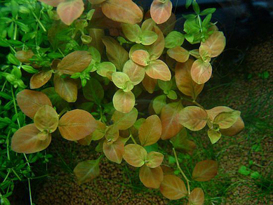 Людвигия овальная (Ludwigia ovalis)