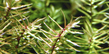 Дидиплис двухтычинковый (Didiplis diandra)