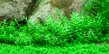Гратиола красная (Gratiola viscidula sp.Red)
