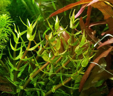 Гратиола красная (Gratiola viscidula sp.Red)