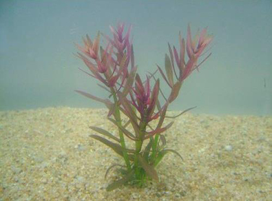 Гратиола красная (Gratiola viscidula sp.Red)