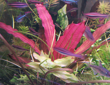 Эхинодорус "Индиан Ред" (Echinodorus sp.Indian Red)