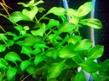 Людвигия болотная зеленая (Ludwigia palustris sp.Green)