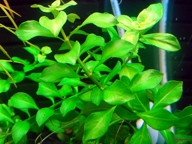 Людвигия болотная зеленая (Ludwigia palustris sp.Green)