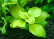Людвигия болотная зеленая (Ludwigia palustris sp.Green)