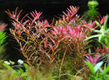 Ротала мьянма (Rotala sp.Myanmar)