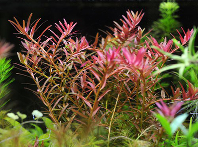 Ротала мьянма (Rotala sp.Myanmar)