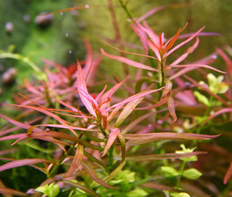 Людвигия бревипес (Ludwigia brevipes)