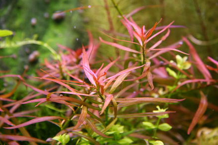 Людвигия бревипес (Ludwigia brevipes)