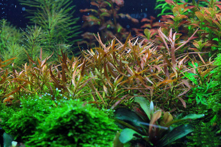 Людвигия бревипес (Ludwigia brevipes)