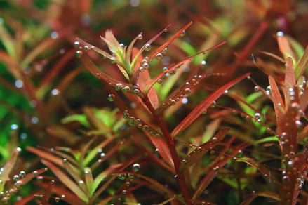 Ротала мьянма (Rotala sp.Myanmar)