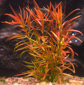 Людвигия бревипес (Ludwigia brevipes)