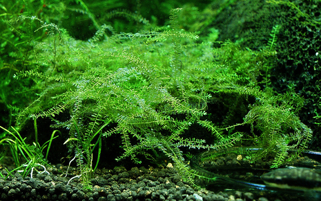 Мох королевский (Amblystegiaceae sp.Manaus)