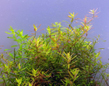 Ротала Цейлон (Rotala sp.Ceylon)