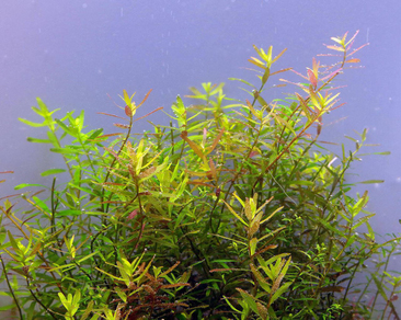 Ротала Цейлон (Rotala sp.Ceylon)