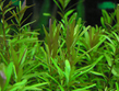 Ротала Цейлон (Rotala sp.Ceylon)